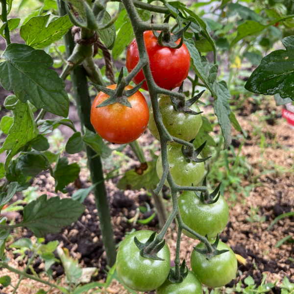 里山自然農園 収穫イメージ1