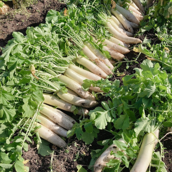 里山自然農園 収穫イメージ2