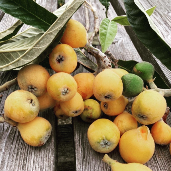 里山自然農園 収穫イメージ3