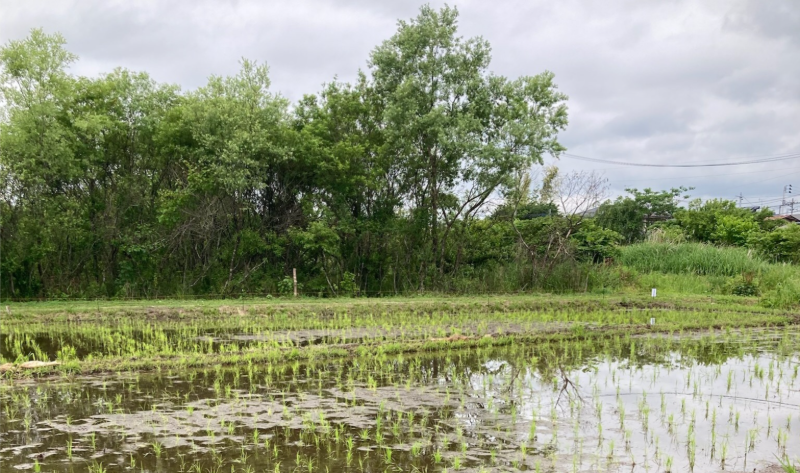 里山自然農園 田んぼイメージ1