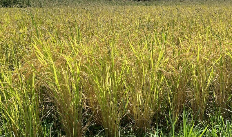里山自然農園 田んぼイメージ2